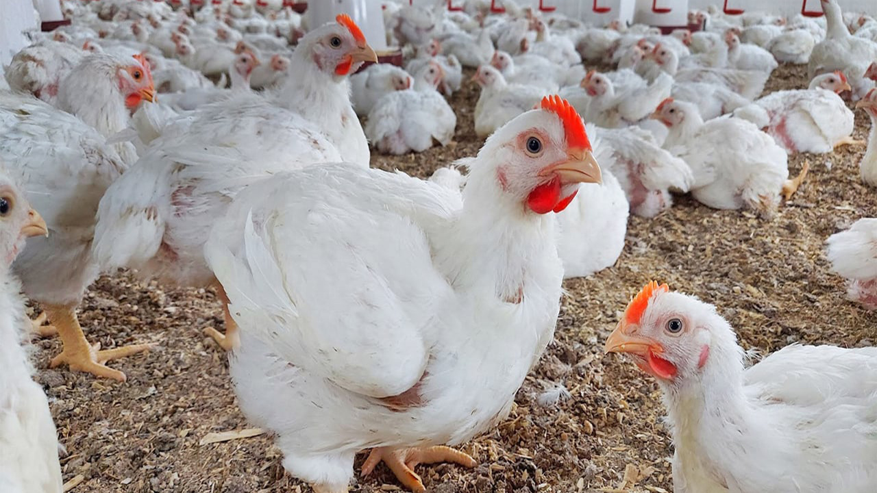 وصل سعر كيلو الفراخ البلدي اليوم إلى 120 جنيهًا.. أسعار الفراخ اليوم الأثنين الموافق 26 أغسطس 2024 والكتاكيت وكرتونة البيض 5 وصل سعر كيلو الفراخ البلدي اليوم إلى 120 جنيهًا.. أسعار الفراخ اليوم الأثنين الموافق 26 أغسطس 2024 والكتاكيت وكرتونة البيض