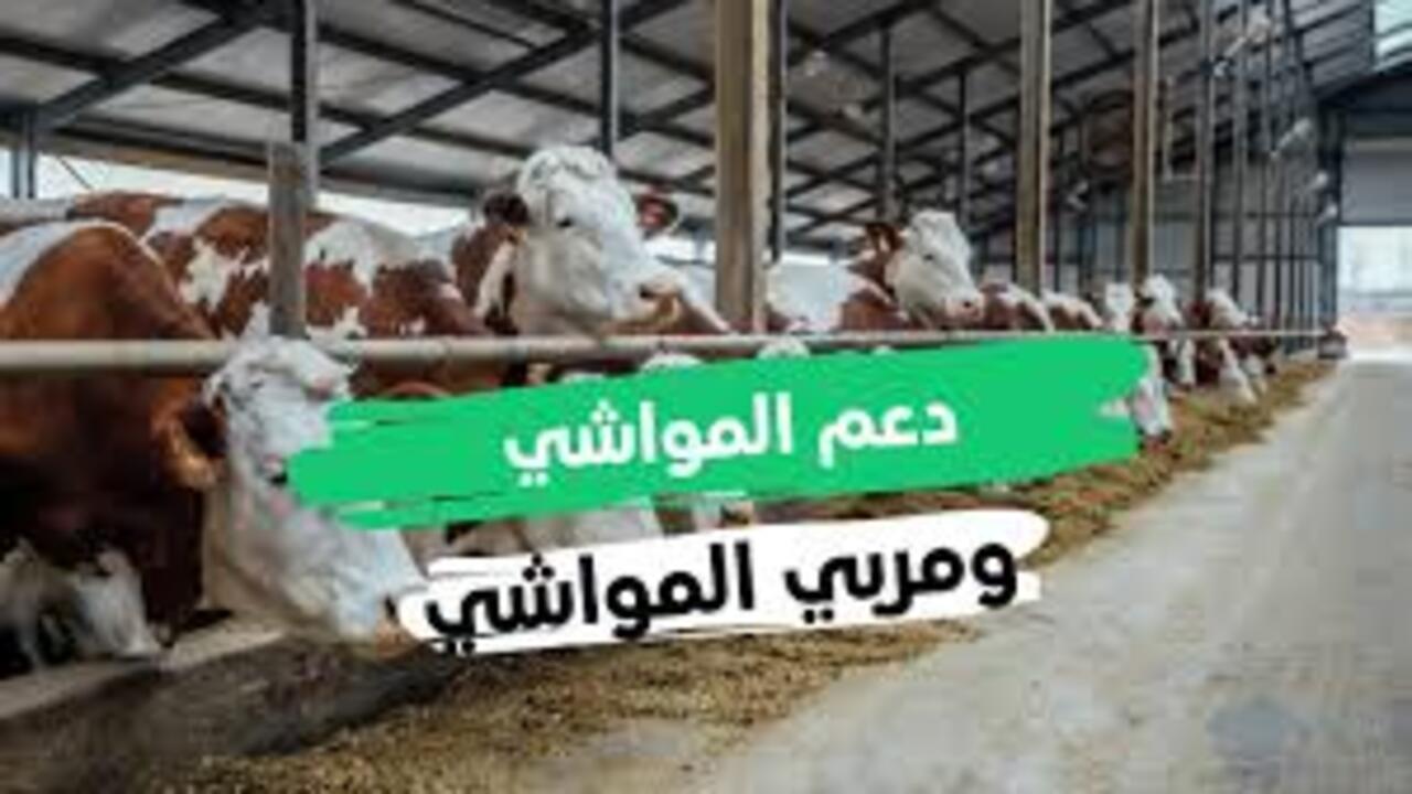 بدأ العد التنازلي.. وزارة البيئة والمياه والزراعة تحدد موعد صرف دعم المواشي 1446 وخطوات الاستعلام عن الدعم