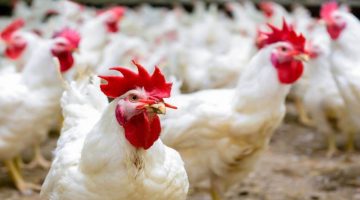 أسعار الفراخ اليوم الخميس 7 نوفمبر 2024 1 1