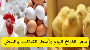 أسعار بورصة الدواجن اليوم سعر الفراخ والكتاكيت والبيض