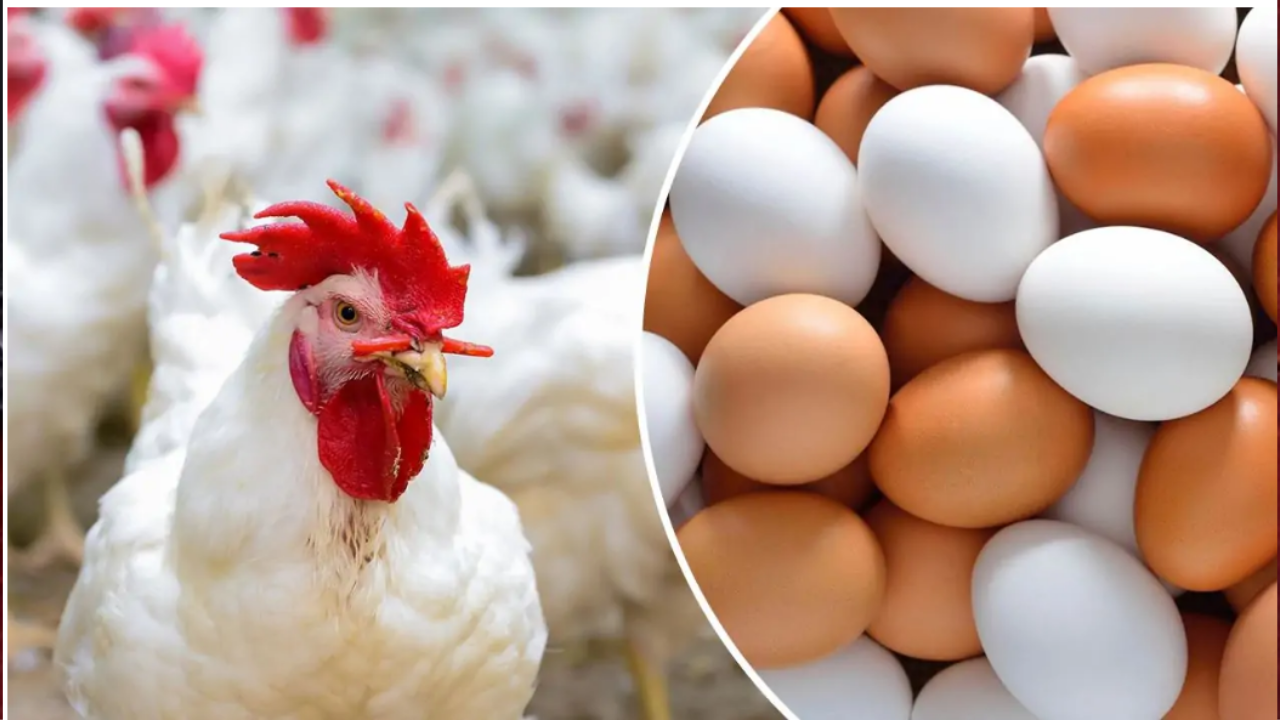 أسعار الفراخ اليوم الأربعاء 13 نوفمبر 2024 في الأسواق المصرية  5 أسعار الفراخ اليوم الأربعاء 13 نوفمبر 2024 في الأسواق المصرية