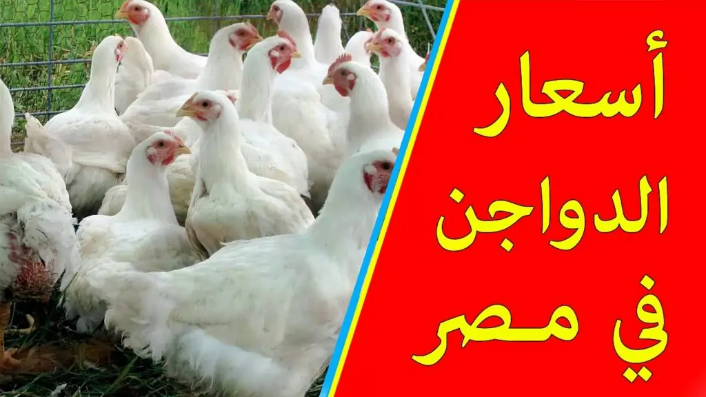 "إلحقي الاستقرار وخزني بيتك".. بورصة الدواجن اليوم أسعار الفراخ البيضاء الجمعه 15-11-2024 5 “إلحقي الاستقرار وخزني بيتك”.. بورصة الدواجن اليوم أسعار الفراخ البيضاء الجمعه 15-11-2024