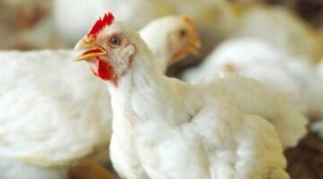 13874487511733814938