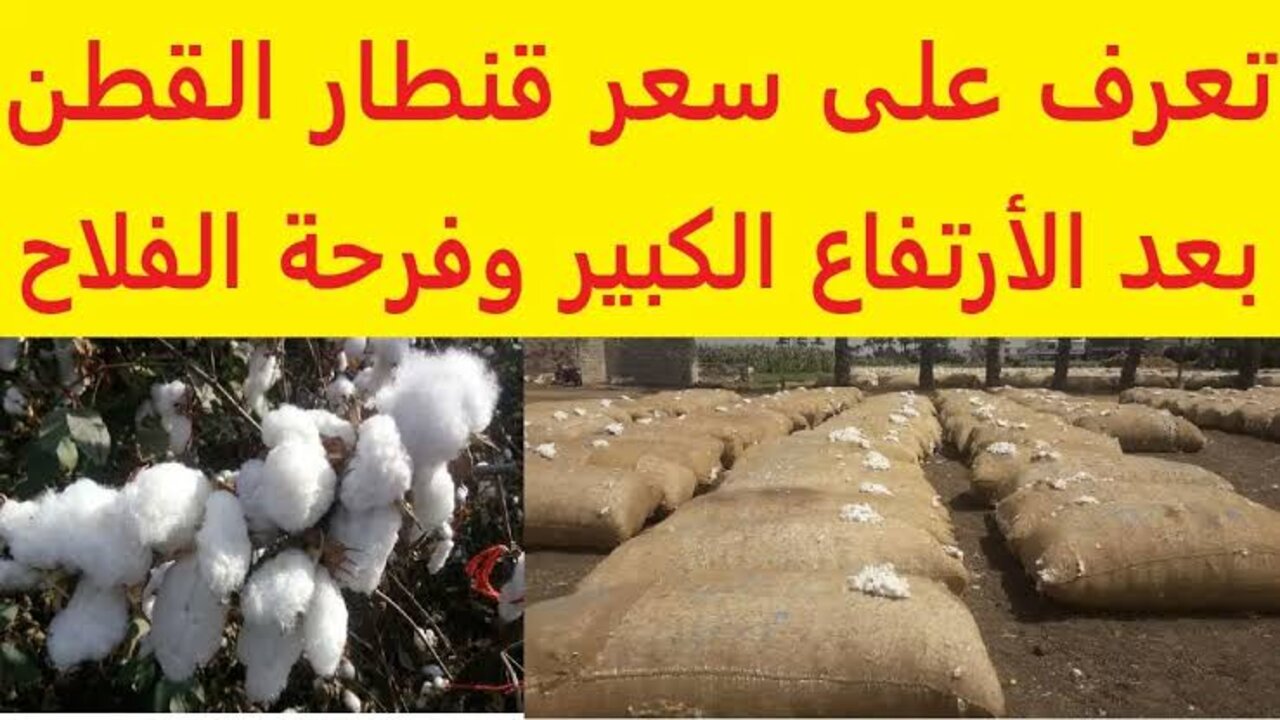 “الــذهـــب الأبيـــض بكـــم“!! سعر قنطار القطن اليوم في الوجه القبلي والبحري.. ارتفــاع كبيـــررر