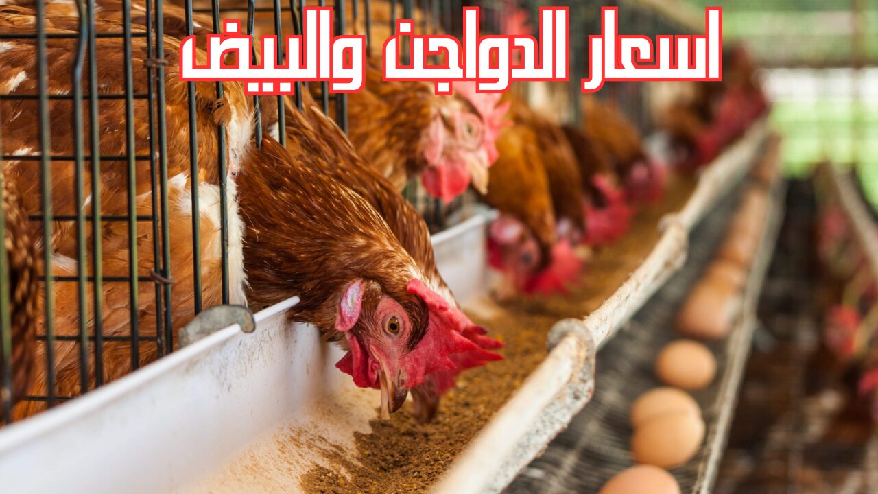 اشتري يا ست الكل.. أسعار الفراخ اليوم في مصر بورصة الدواجن والبيض والكتاكيت 2025 5 اشتري يا ست الكل.. أسعار الفراخ اليوم في مصر بورصة الدواجن والبيض والكتاكيت 2025