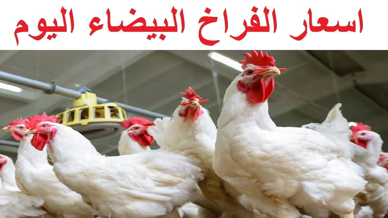 بورصة الدواجن|| أسعار الفراخ البيضاء وسعر كرتونة البيض اليوم للمستهلك 5 بورصة الدواجن|| أسعار الفراخ البيضاء وسعر كرتونة البيض اليوم للمستهلك