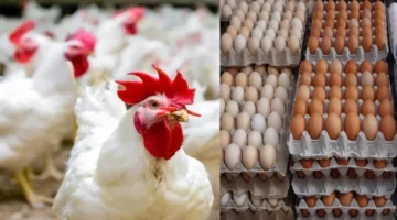 اسعار الفراخ والبيض اليوم