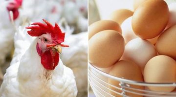 سعر الفراخ البيضاء اليوم 780x470 1