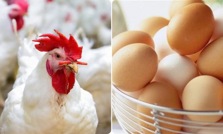 أسعار الفراخ اليوم السبت 10 مايو 2025 في بورصة الدواجن وسعر كرتونة البيض 5 أسعار الفراخ اليوم السبت 10 مايو 2025 في بورصة الدواجن وسعر كرتونة البيض