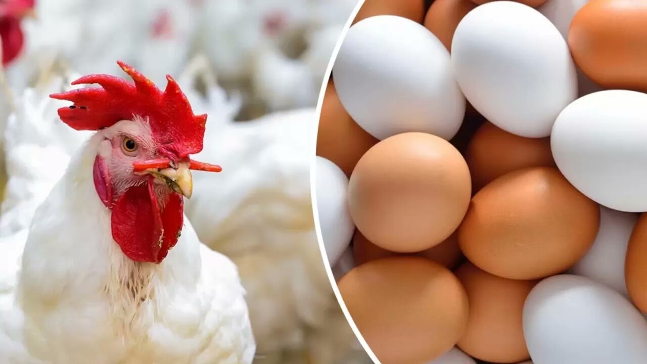 بورصة الدواجن سعر الفراخ البيضاء نهاية تعاملات اليوم الأربعاء 5-2-2025 5 بورصة الدواجن سعر الفراخ البيضاء نهاية تعاملات اليوم الأربعاء 5-2-2025