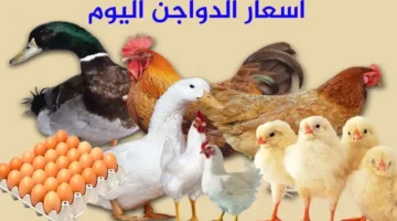 أسعار الدواجن اليوم