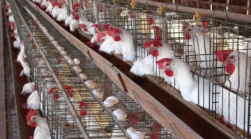 أعلاف الدواجن 1024x682 2