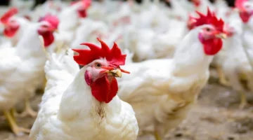 االفراخ اليوم