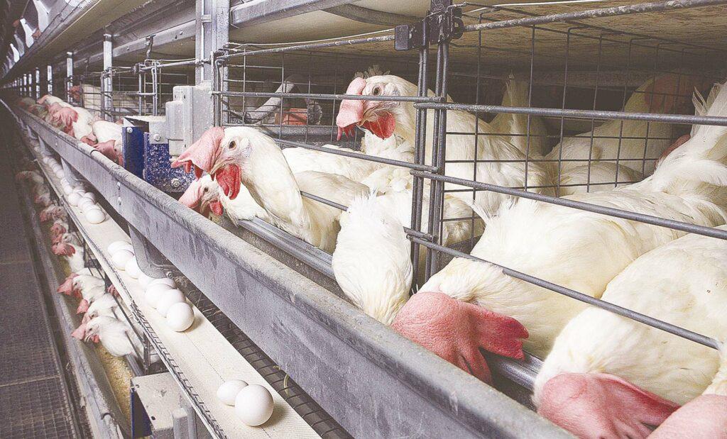 الفرخة عاملة كام انهاردة .. اسعار بورصة الدواجن اليوم  13 يونيو 2025