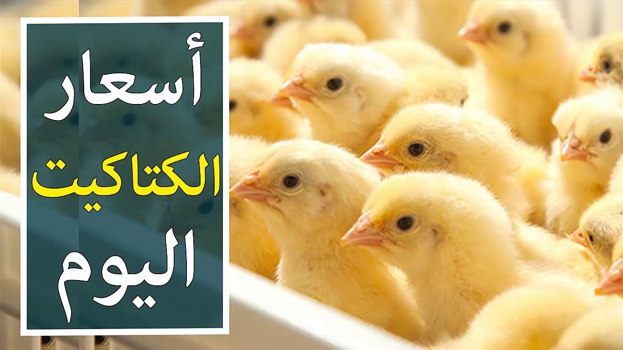 وفقاً لتحديثات بورصة الدواجن.. انخفاض اسعار الكتكوت الابيض اليوم الخميس 17 يوليو 2025.. (الفراخ البيضاء في انهيار)