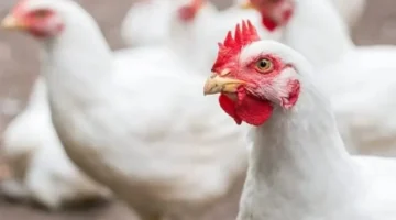 اسعار الدواجن اليوم 1