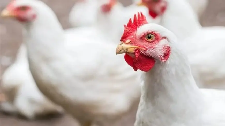 "الفراخ بقت في التراب" أسعار الدواجن اليوم الجمعة 1-8-2025 5 “الفراخ بقت في التراب” أسعار الدواجن اليوم الجمعة 1-8-2025