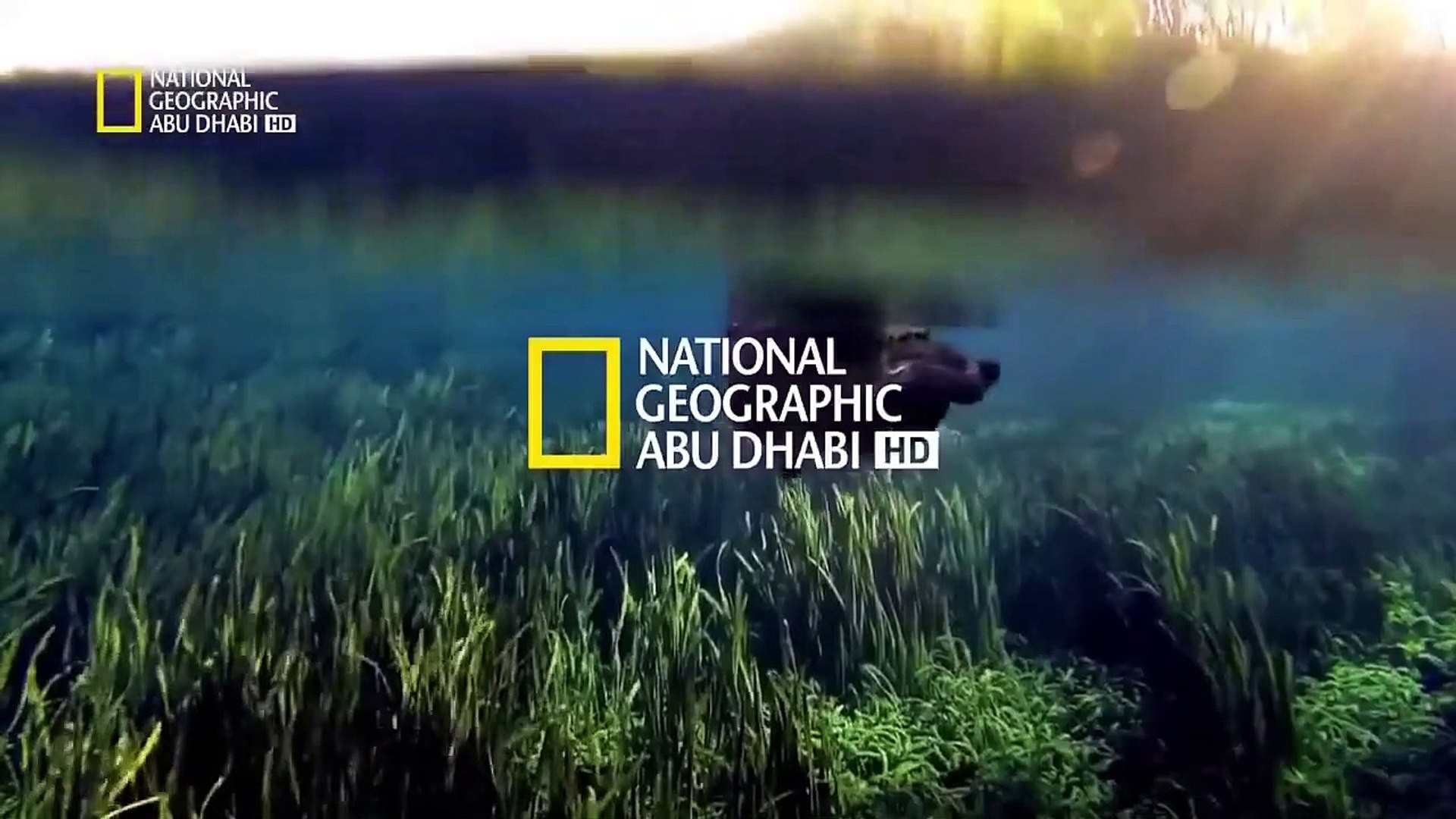 لاكتشاف الطبيعة والحياة البرية.. تردد قناة ناشيونال جيوغرافيك الجديد 2025 “National Geographic” علي الأقمار الصناعية